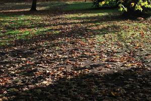 afternoon, autumn, Battersea park, day, England, eye level view, leaf, London, sunny, The United Kingdom