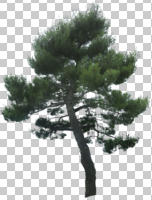 coniferous, cutout, cutout trees, day, diffuse, diffused light, evergreen, eye level view, summer, tree