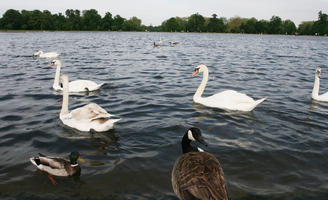 bird, day, diffuse, diffused light, ducks, England, eye level view, lake, London, natural light, park, summer, swan, The United Kingdom, treeline