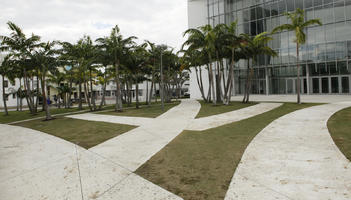 coconut palm, Cocos nucifera, day, diffuse, diffused light, eye level view, Florida, grass, Miami, palm, park, path, pavement, summer, The United States