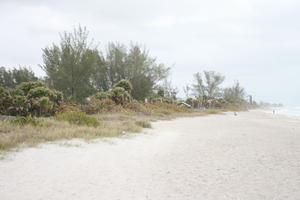 ambient light, beach, day, diffuse, diffused light, eye level view, Florida, grass, overcast, palm, The United States, tree, winter