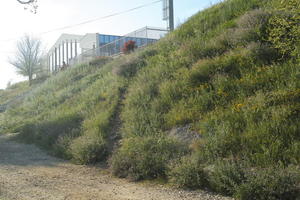 afternoon, below, Croatia, day, grass, grove, lowered, natural light, plant, spring, sunlight, sunny, vegetation