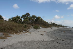 beach, day, eye level view, Florida, sand dune, The United States, tropical, vegetation, winter