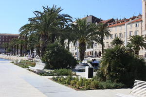 Blue hesper palm, Brahea armata, bush, Croatia, day, evergreen, eye level view, garden, palm, pavement, Phoenix canariensis, shrub, Splitsko-Dalmatinska, summer, sunny