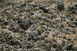 Arequipa, Arequipa, autumn, day, elevated, natural light, Peru, sunny, valley, Valley of Volcanoes, vegetation