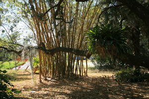 bamboo, day, eye level view, Florida, Miami, natural light, palm, park, sunny, The United States, tropical, vegetation, winter