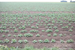 day, eye level view, field, France, natural light, plant, spring