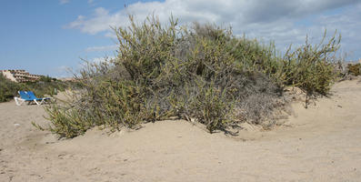 Canarias, day, direct sunlight, dunes, eye level view, Las Palmas, shrub, Spain, spring, sunny