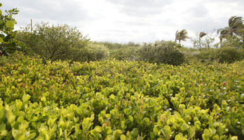 day, eye level view, Florida, mangrove, Miami, shrub, summer, sunny, The United States