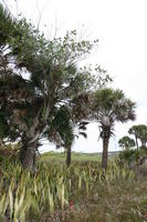 ambient light, day, diffuse, diffused light, eye level view, Florida, overcast, palm, The United States, vegetation, winter