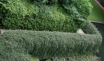 above, bush, day, England, garden, ivy, London, pond, The United Kingdom, vegetation