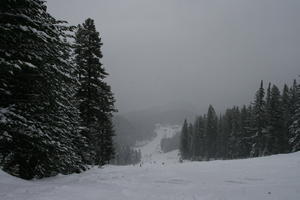 Bulgaria, day, elevated, fog, mountain, overcast, pine, slope, snow, tree, vegetation, winter