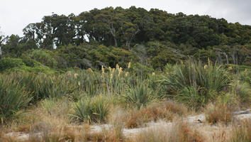 day, diffuse, diffused light, eye level view, grass, natural light, New Zealand, overcast, reed, summer, tree, West Coast