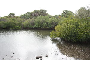 day, elevated, Florida, mangrove, overcast, river, The United States, tropical, vegetation, winter