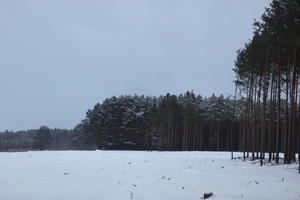 eye level view, forest, overcast, Poland, snow, track, tree, Wielkopolskie, winter, Wolsztyn