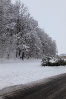 ambient light, day, diffuse, diffused light, eye level view, Italia , morning, natural light, overcast, road, snow, tree, Veneto, winter