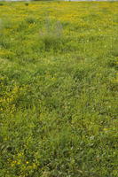 ambient light, Croatia, day, eye level view, field, flower field, garden, grass, long grass, spring, Zadar, Zadarska