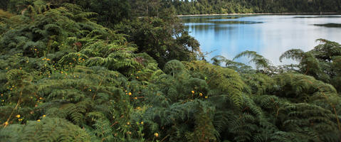 day, diffuse, diffused light, eye level view, fern, grass, greenery, natural light, New Zealand, river, summer, West Coast