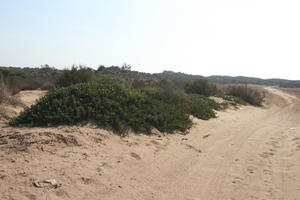 autumn, bush, day, desert, direct sunlight, Essaouira, eye level view, Morocco, natural light, sunlight, sunny, sunshine, vegetation