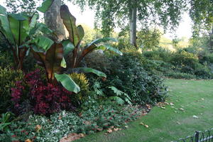 afternoon, autumn, bush, day, England, evergreen, eye level view, flower, London, palm, park, shady, shrub, sunny, The United Kingdom