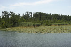 day, diffuse, diffused light, eye level view, lake, natural light, Poland, reed, summer, treeline, water lily, Wielkopolskie, Wolsztyn