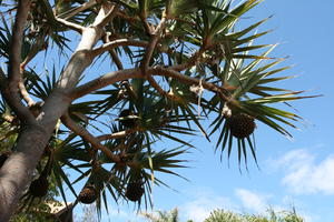 below, day, palm, summer, sunny