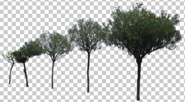 cutout, cutout trees, day, diffuse, diffused light, eye level view, spring, tree, treeline, young