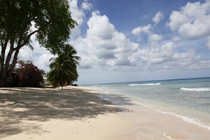 Barbados, beach, coconut palm, Cocos nucifera, day, eye level view, palm, seascape, spring, sunny, tree