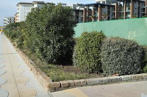 autumn, bush, day, direct sunlight, eye level view, garden, greenery, morning, plant, shrub, sunlight, sunny, vegetation