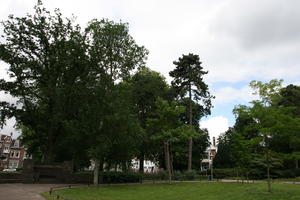 broad-leaf tree, broad-leaved tree, day, diffuse, diffused light, eye level view, natural light, park, summer, The Netherlands, tree, Utrecht, Utrecht