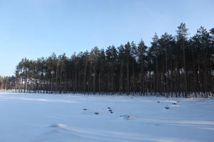 afternoon, bright, coniferous, day, eye level view, Poland, shady, snow, sunny, tree, treeline, Wielkopolskie, winter, woodland