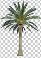 cutout, cutout trees, day, diffuse, diffused light, evergreen, eye level view, palm, Phoenix canariensis, summer