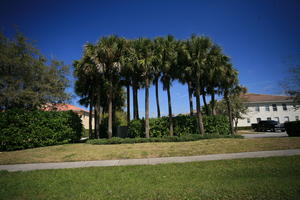 day, eye level view, Florida, Miami, natural light, palm, park, sunny, The United States, tree, tropical, vegetation, winter