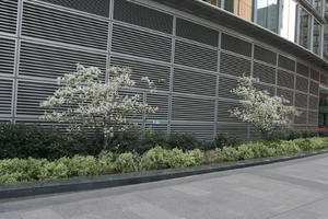 blossom, bush, day, diffuse, diffused light, England, eye level view, kerb, London, louvres, natural light, shrub, spring, The United Kingdom