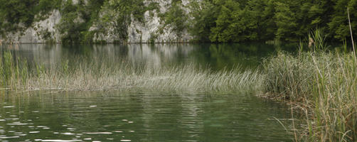 Croatia, day, diffuse, diffused light, eye level view, Karlovacka, lake, natural light, reed, summer