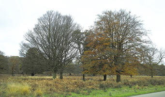 afternoon, autumn, cloudy, day, deciduous, England, eye level view, open space, outdoors, park, The United Kingdom, tree, vegetation, Wimbledon