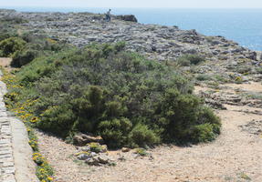 day, eye level view, Faro, Faro, flower, greenery, open space, path, Portugal, rockery, rocks, seascape, shrub, summer, sunlight, sunny, vegetation