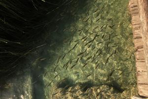 above, Croatia, day, fish, Karlovacka, lake, sunny