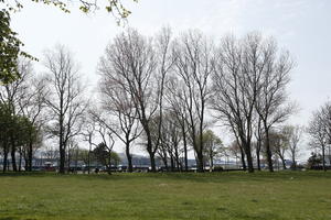 Boulogne-sur-Mer, day, deciduous, eye level view, France, grass, Nord-Pas-de-Calais, park, spring, sunny, tree