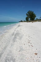 beach, day, eye level view, Florida, Sarasota, seascape, sunny, sunshine, The United States, tree, winter