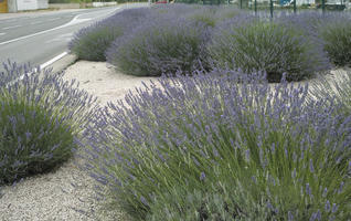 bush, Croatia, day, diffuse, diffused light, eye level view, lavander, natural light, shrub, Sibensko-Kninska, summer, Vodice