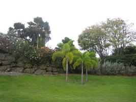 Barbados, bush, day, eye level view, garden, grass, overcast, palm, tree, vegetation