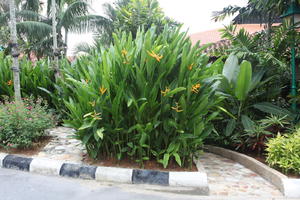 ambient light, day, eye level view, flower, garden, Kedah, Malaysia, overcast, plant, tropical