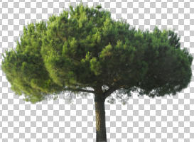 coniferous, cutout, cutout trees, day, evergreen, eye level view, summer, sunny, tree