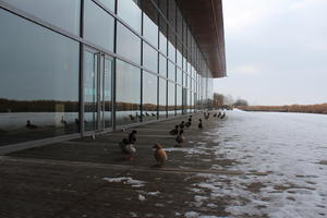 bird, day, decking, ducks, eye level view, facade, France, glass, natural light, overcast, snow, winter