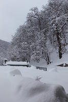 ambient light, day, diffuse, diffused light, eye level view, Italia , morning, natural light, overcast, snow, tree, Veneto, winter