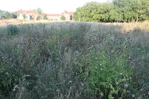 day, England, eye level view, grass, grassland, London, plant, shrub, shrubbery, shrubland, summer, The United Kingdom