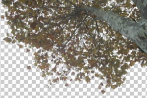 autumn, below, branch, broad-leaf tree, broad-leaved tree, cutout, cutout trees, day, deciduous, diffuse, diffused light