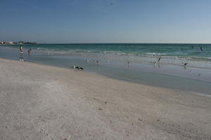 beach, day, eye level view, Florida, people, Sarasota, seagull, seascape, sunny, sunshine, The United States, walking, winter