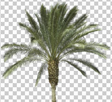 cutout, cutout trees, day, evergreen, eye level view, palm, Phoenix canariensis, sunny, winter